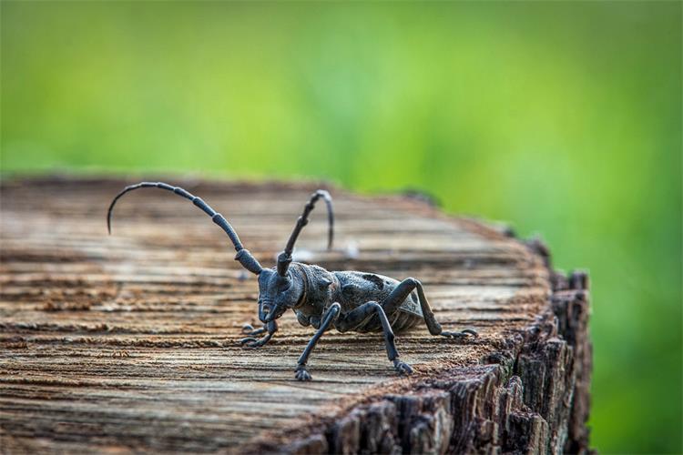 Slika /slike/Vijesti/Najbolja fotografija velike četveropjege strizibube – Zoran Rudec.jpg